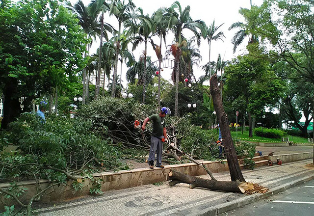 SEMADES remove árvore com perigo de queda na Praça Dr. Elias Garcia