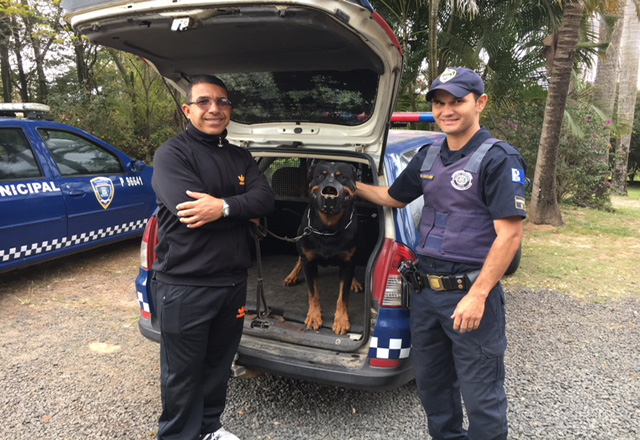 Cão Zeus da GCM passa por cirurgia