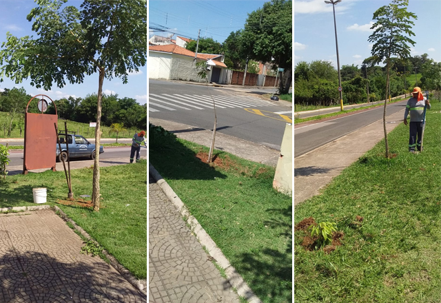 SEMADES realiza manutenção de mudas na Praça da Serra