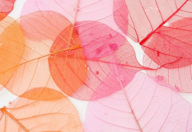 Curso de esqueletização de folhas será realizado no CRAS Povo Feliz