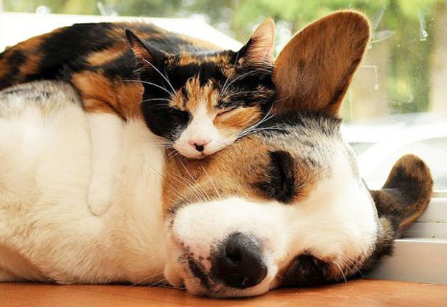 Campanha de vacinação antirrábica terá início em setembro