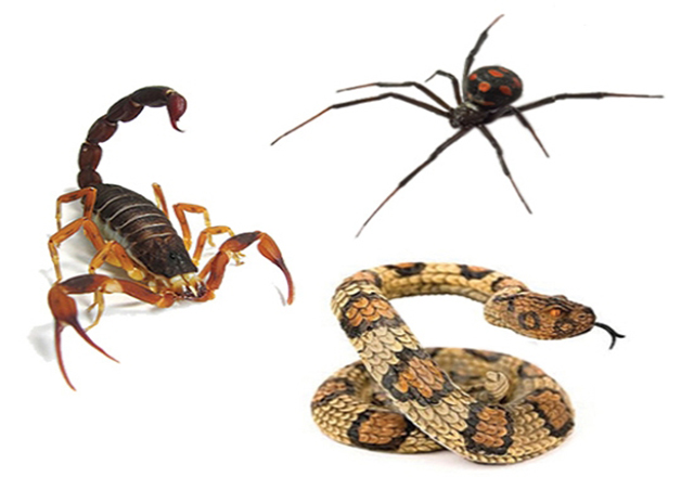 SEMADES e Sindicato Rural promovem curso sobre animais peçonhentos