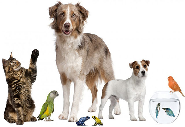 SEMADES convida Protetores de Animais para Roda de Conversa