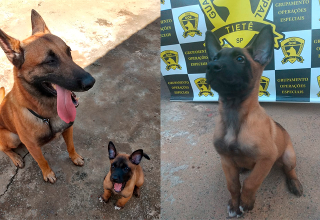 A Guarda Civil Municipal de Tietê informa a população que está recebendo na corporação o cão da raça Pastor Malinois oriundo da doação ao município
