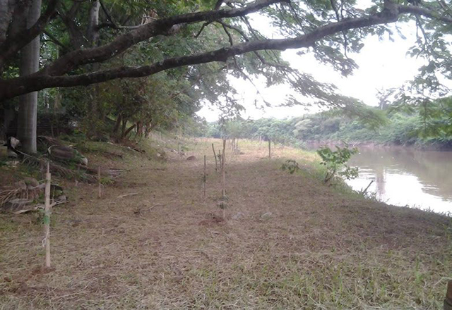 Equipe do SEMADES realiza replantio de mudas na Beira Rio