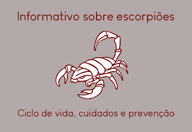 Centro de Zoonoses Alerta para cuidado com Escorpiões